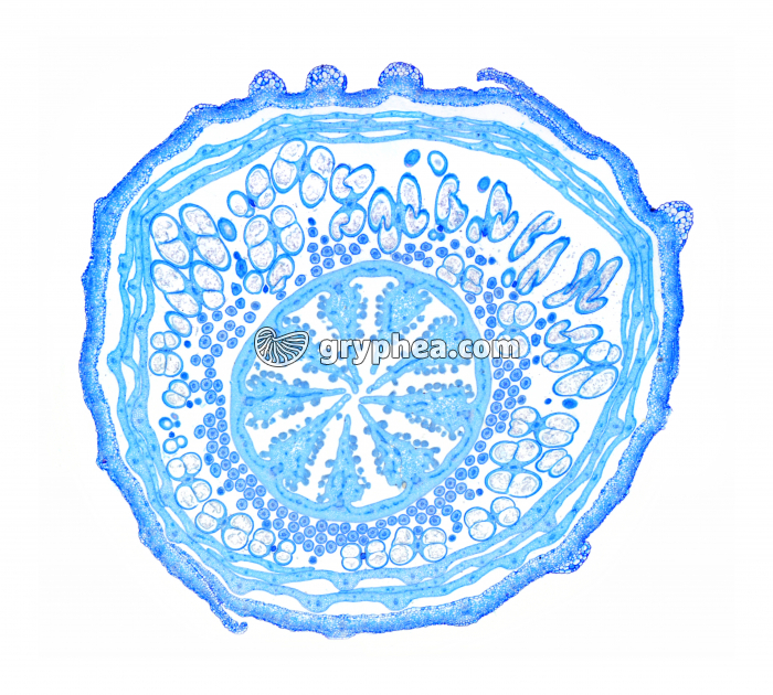 Pavot - Bouton floral CT x4 - gryphea.com